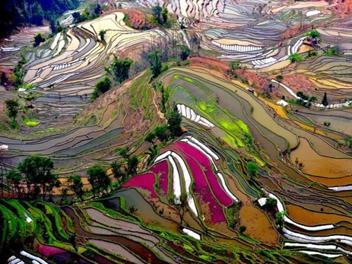 Rice Terraces, Yunnan Province, China