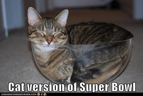 The Big Game: Kittehs Iz Gettin Reddy 4 teh Sooper Bowl!