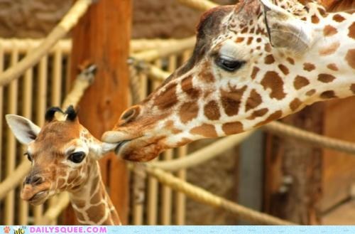Acting Like Animals: Sterner Than a Whisper