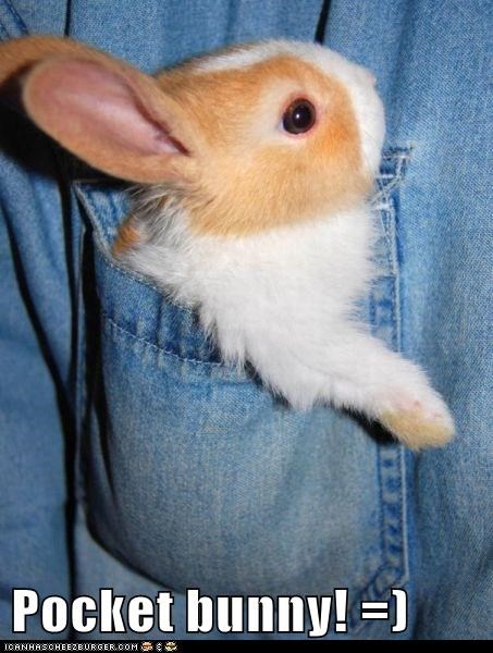 Pocket bunny! =)