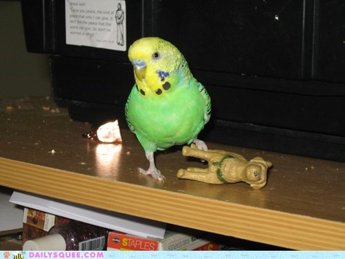Reader Squees: Budgie - 1, Dog - 0