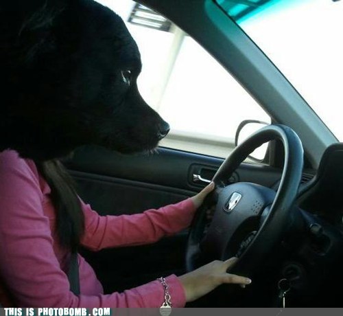 Who Let the Dog Bomb?