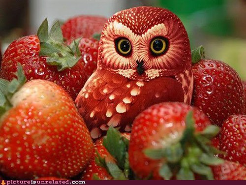 Strawberry Owl 