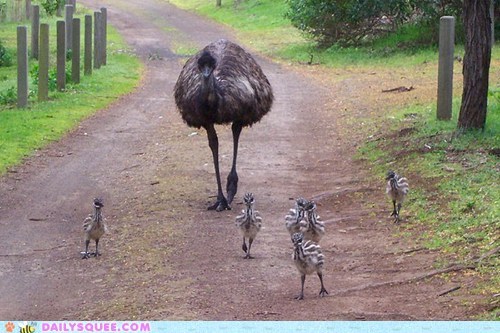 Squee Spree: Papa Emu's E-Crew!