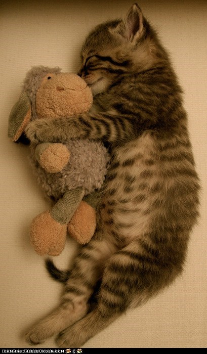 Cyoot Kitteh of teh Day: My Special Snuggle Buddy
