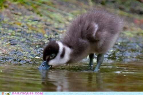 The Cutest Little Big Swig