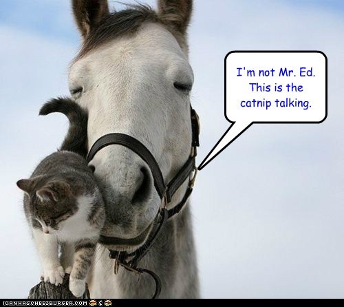 I'm not Mr. Ed.