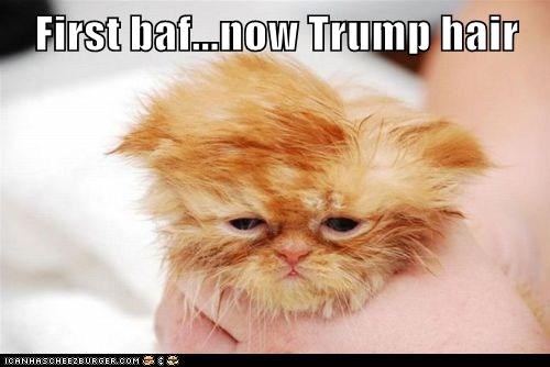 First baf...now Trump hair