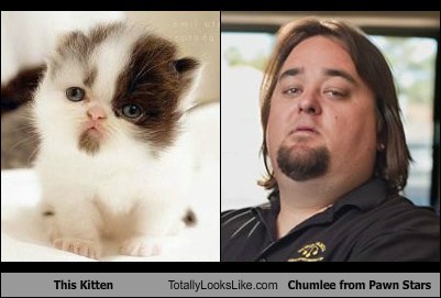 This Kitten Totally Looks Like Chumlee from Pawn Stars