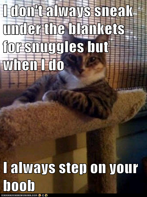 Animal Memes: The Most Interesting Cat in the World - Would You Believe It's an Accident?