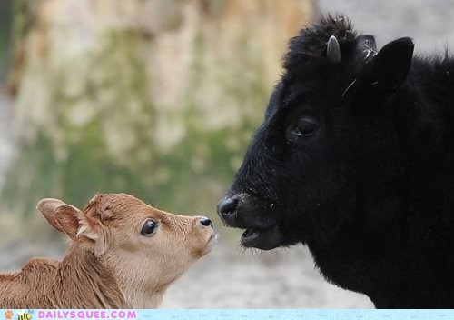 The Source of All Cowlicks