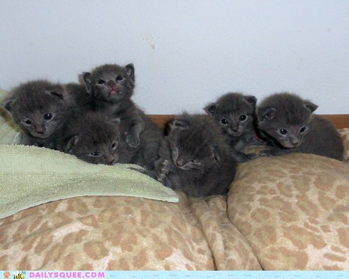 Reader Squees: Amber and Angelo's Six Kittens