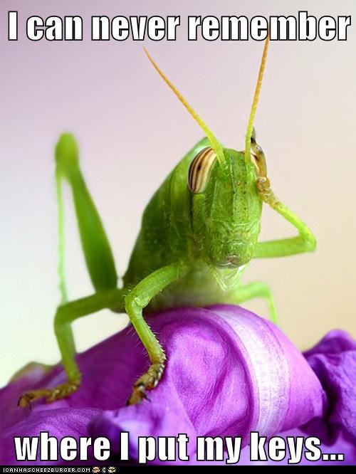And Then I Remember: I'm a Grasshopper