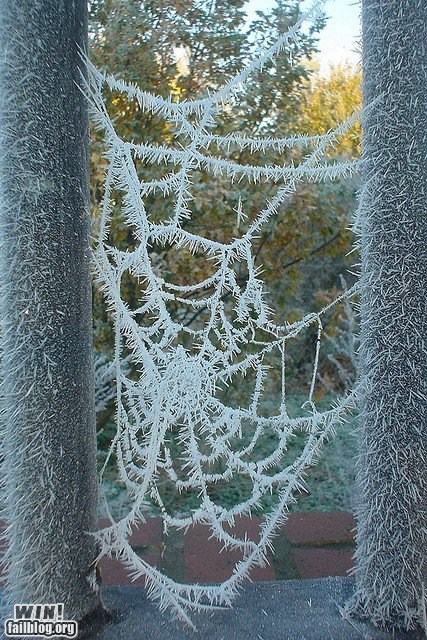 Frozen Web WIN