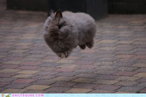 Acting Like Animals: Hoverbun to the Rescue!