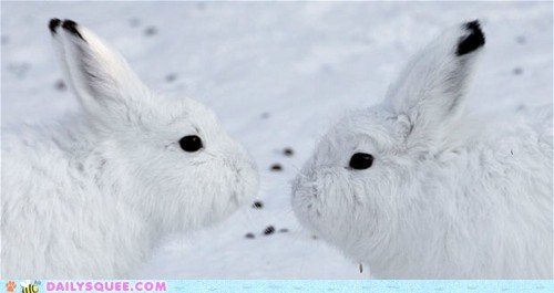 Snowy Whites and the Seven D'awwwwwwws