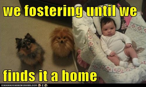we fostering