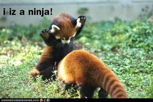 Cutest. Ninja. Ever.