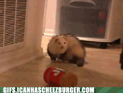 Oh Peanut Butter, You Crazy