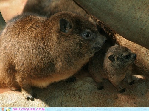 Squee Spree: Happy Hyrax Family