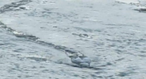 Icelandic Lake Monster of the Day