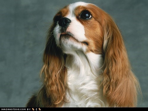 Goggie ob teh Week: Puppy Dog Eyes