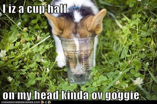 I iz a cup half