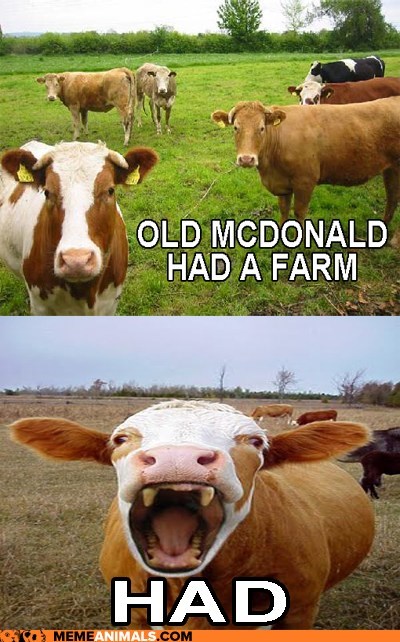 Udder Insanity