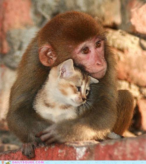 Interspecies Love: Please, Sir, No Touching of the Kitteh