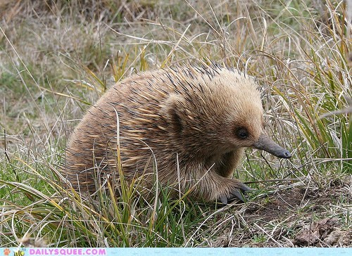 Small Beaks Make for Big Squees