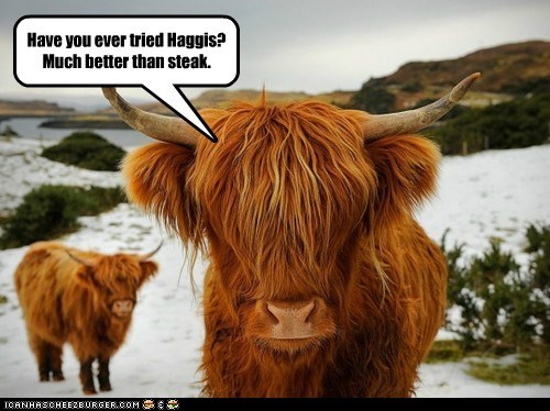 Highland Cows, Number One Supporters to Hagis Appreciation