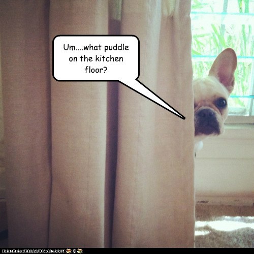 Um....what puddle on the kitchen floor?