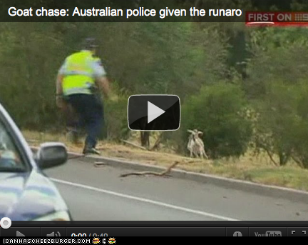 Around the Interwebs: The Great Goat Chase (VIDEO)