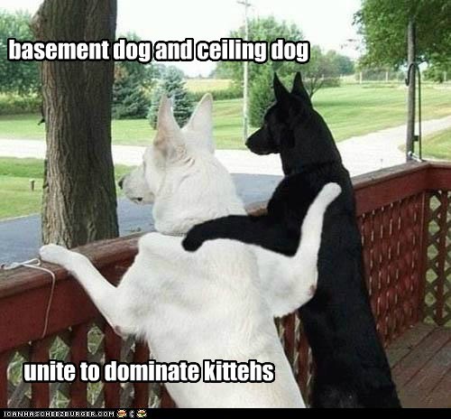 basement dog and ceiling dog