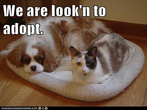We are look'n to adopt.