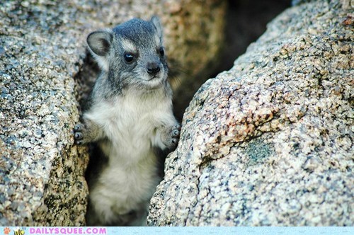 Squee Spree: On the Rocks