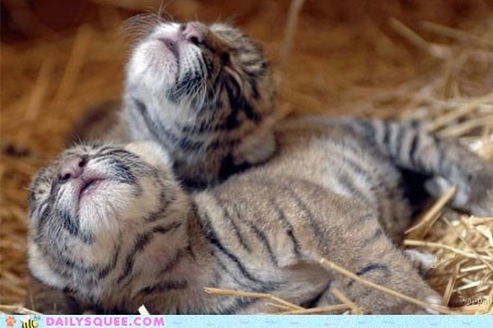 Teeny Tiny Tiger Tots Redux