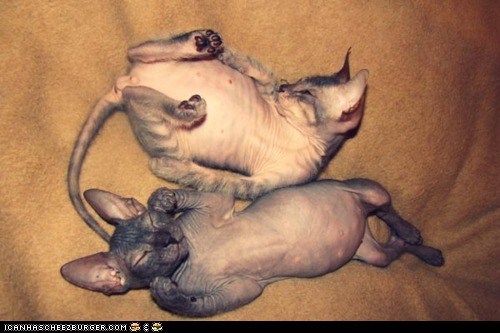 Cyoot Kittehs of teh Day: Not Sure if Adorable or Creepy...