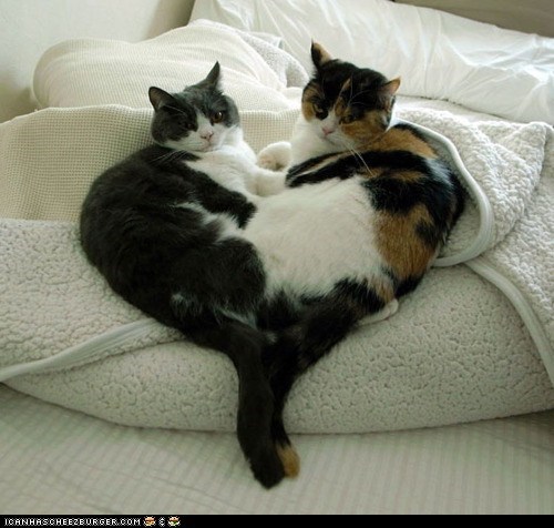 Cyoot Kittehs of teh Day: We Made You This Heart for Valentine's Day