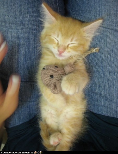 Cyoot Kitteh of teh Day: All Tuckered Out