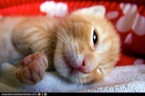Cyoot Kitteh of teh Day: Closeup Cutie