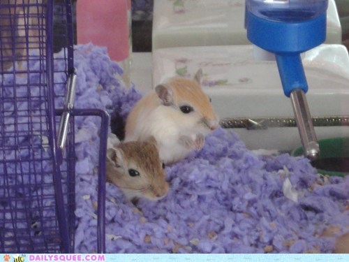 Reader Squees: Itty Bitty Baby Gerbils