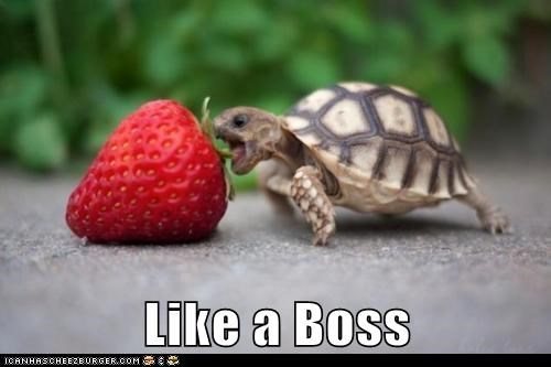Like a Boss