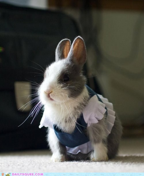 Acting Like Animals: Every Girl's Crazy 'Bout a Sharp-Dressed Bun