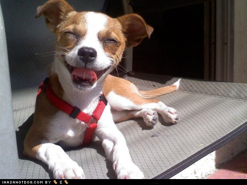 Cyoot Puppeh ob teh Day: Happy McSmileypup