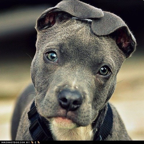 Cyoot Puppeh ob teh Day: Noapz! Kan't Heerz U!