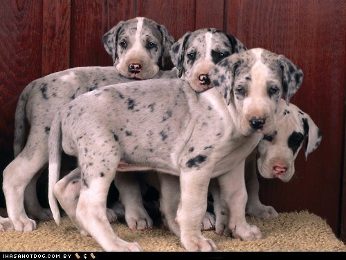 Cyoot Puppehs ob teh Day: Anyfing U Kan Du Ai Kan Du Bettur