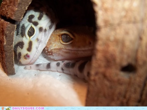 Reader Squees: Cuddling Geckos