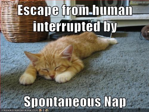 Escape from human interrupted by  Spontaneous Nap