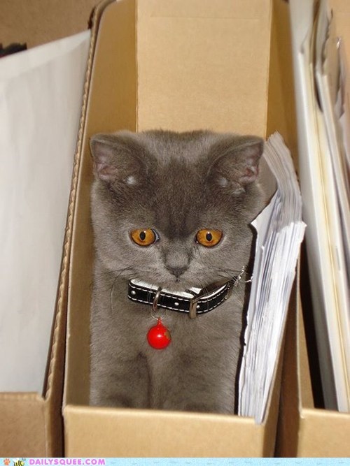 Reader Squees: Pretty Kitty Sad Face